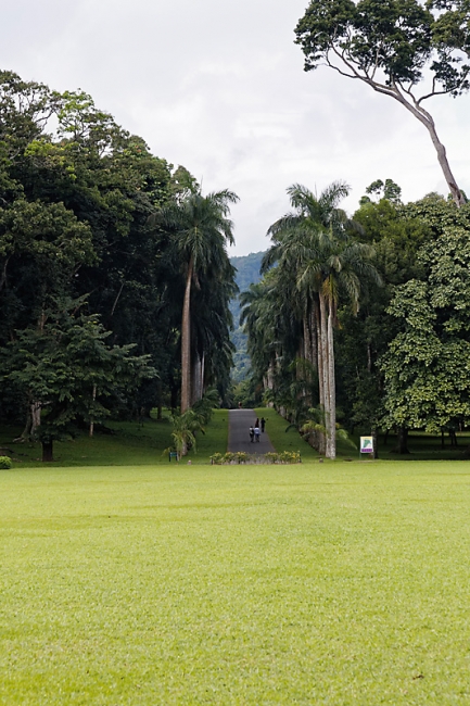 Kandy-Botanical garden-038